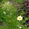 Coreopsis x 'Full Moon'